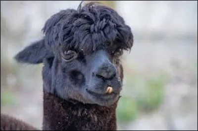 Je suis un empereur et à cause d'une potion, on m'a transformé en lama ! Qui suis-je ?