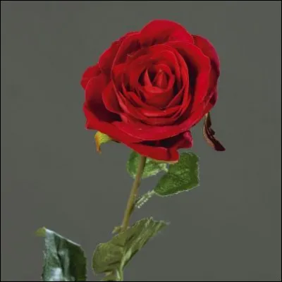 Dans quel film peut-on voir ces pétales tomber ?