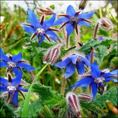 Quelle plante de la famille des boraginac&eacute;es, &agrave; laquelle on pr&ecirc;tait au Moyen &Acirc;ge des vertus aphrodisiaques, qui produit une huile tr&egrave;s appr&eacute;ci&eacute;e, symbolise aujourd�hui la brusquerie ?