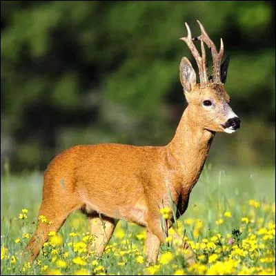 Comment s�appelle le petit du chevreuil ?