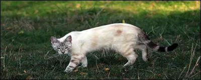 Prenez-vous pour un félin, maintenant ! Comment avancez-vous ?