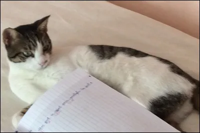 Les chats sont-ils tous gentils ?