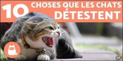 Quels bruits les chats n'aiment-ils pas ?