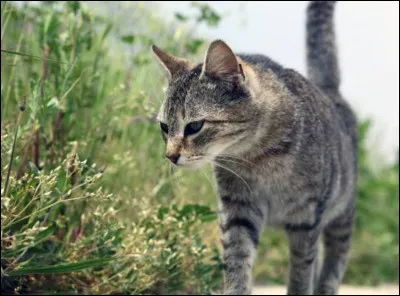 Les chats voient-ils en noir et blanc ?