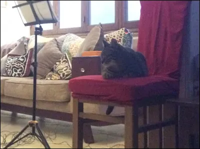 Comment sourit-on à un chat ?