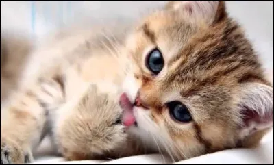 Quelles sont les races de chats câlins et affectueux ?