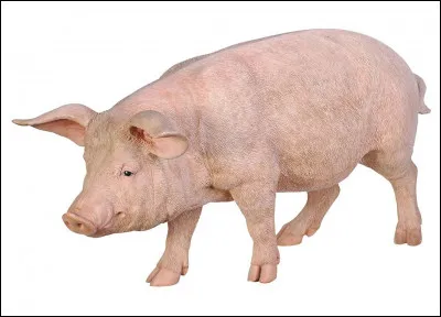 En arrivant, vous apprenez que vous êtes dans une ferme toute la semaine !