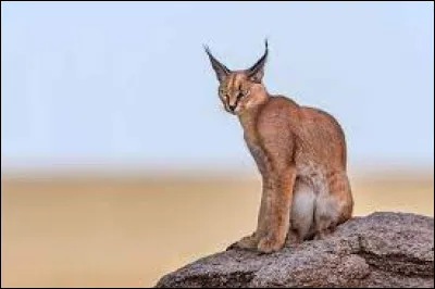 Cet animal est-il un caracal ?