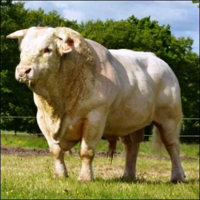 Quelle race bovine, particuli&egrave;rement appr&eacute;ci&eacute;e pour sa chair, est d�un grand gabarit et poss&egrave;de une robe blanche, parfois cr&egrave;me ?
