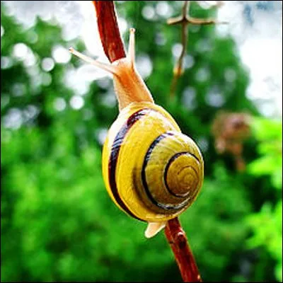 Lequel de ces noms d&eacute;signe un mollusque gast&eacute;ropode ?