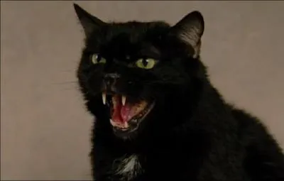 Comment s'appelle le chat des parents de Clay ?