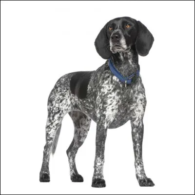 Quelle est la race de ce chien ?