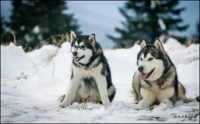 Quelle est la race de ce chien ?
