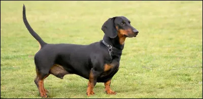 Quelle est la race de ce chien ?