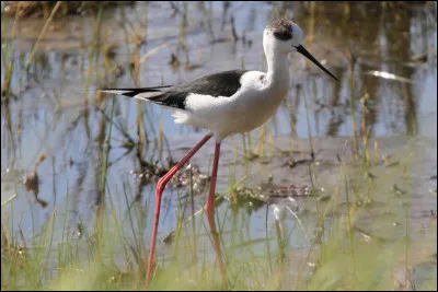 Quel est cet oiseau échassier noir et blanc aux longues pattes, vivants dans les étangs, les rizières, les salines et les lagunes ?