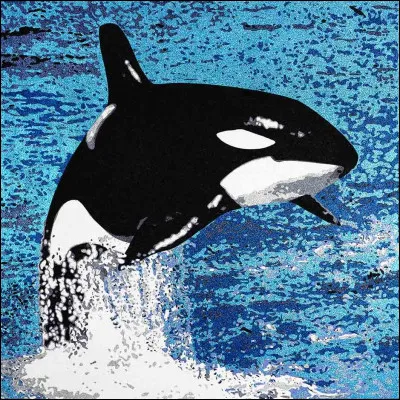 Quel est ce grand cétacé noir et blanc, vivant dans les mers du nord et attaquant tous les cétacés y compris la baleine ?