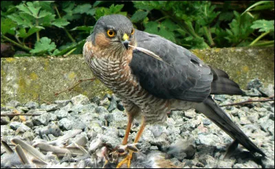 Quel est ce rapace aux serres puissantes, chasseur impitoyable des petits passereaux qu'il dévore ?