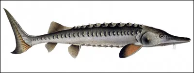 Quel est ce poisson avec un museau à barbillons sensitifs qui vit en mer et se reproduit en eau douce. On élabore le caviar à partir de ses oeufs ?