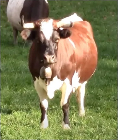 Quelle est cette vache trapue du Valais suisse avec une robe rouge et dont le front porte une tâche en forme d'edelweiss ?