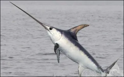 Quel est ce poisson des mers tropicales et tempérées qui possède un long rostre aplati, sa vitesse de pointe atteint les 90 km/h ?