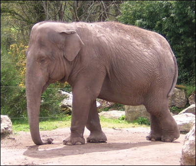 Quel est cet animal, le plus petit des éléphants avec de petites oreilles, deux bosses sur le crâne, un seul doigt de préhension au bout de sa trompe ?