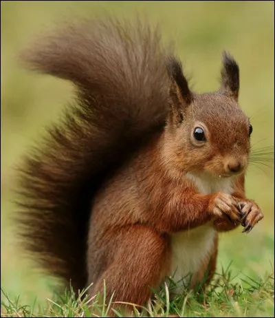 Quel est ce petit rongeur avec une queue touffue qui s'acharne à faire des provisions pour l'hiver ?