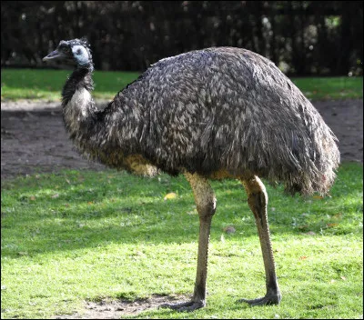 Quel est ce grand oiseau d'Australie, inepte au vol avec de longues pattes et un long cou ?