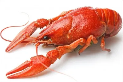 Quel est ce crustacé décapode vivant en eau douce et ressemblant à un petit homard ?