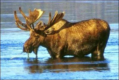 Quel est ce cervidé dont le mâle a des bois aplatis en éventail, animal avec de larges sabots palmés qui lui permettent de nager ?
