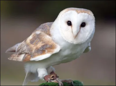 Quelle est cette chouette à grosse tête et à disque facial en forme de coeur qui à de longues pattes munies de doigts puissants ?