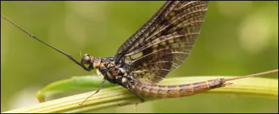 Quel est cet insecte qui ressemble à une libellule et dont la vie à l'état adulte ne dure qu'un jour ?