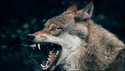 Es que ton personnage a &eacute;t&eacute; fid&egrave;le a son ami Loup Garou ?