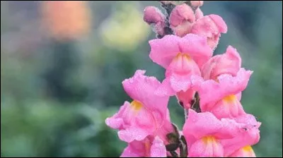 Quelle est cette fleur ?