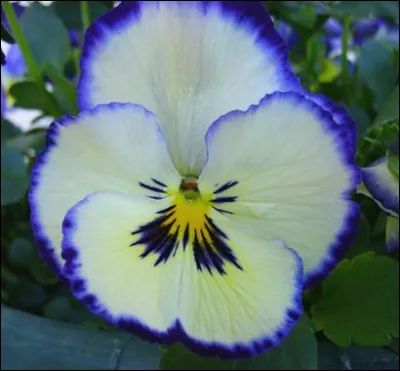 Quelle est cette fleur ?