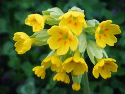 Quelles sont ces fleurs ?