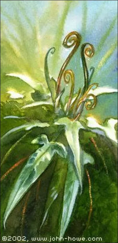 Où pousse principalement l'athelas ?