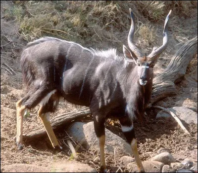 Grande antilope d'Afrique du Sud :
