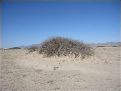 Dans le désert, petite dune de sable se formant généralement autour d'une touffe de végétation :