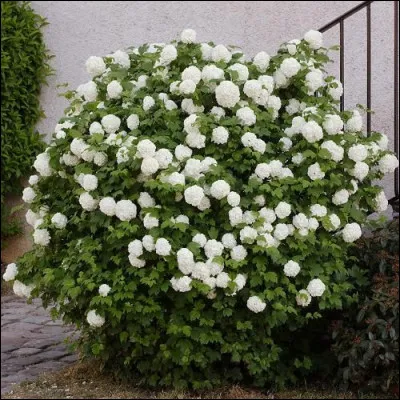 Viorne boule-de-neige :