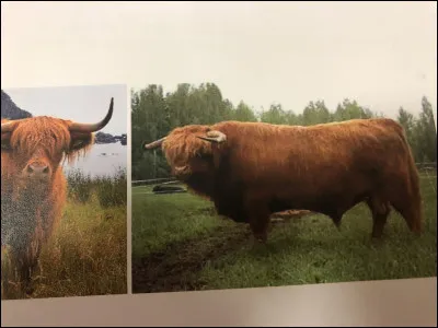 Quelle race bovine se trouve sur cette image ?