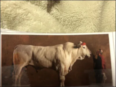 Quelle race bovine se trouve sur cette image ?