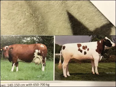 Quelle race bovine se trouve sur cette image ?