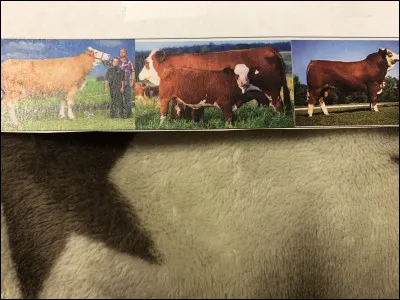 Quelle race bovine se trouve sur cette image ?