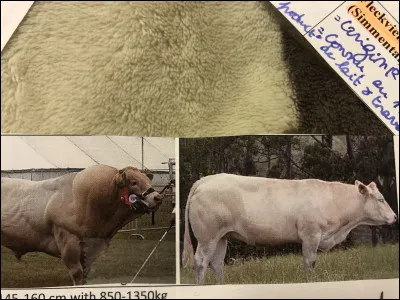 Quelle race bovine se trouve sur cette image ?