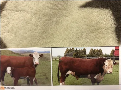 Quelle race bovine se trouve sur cette image ?