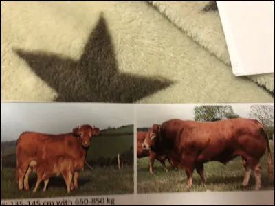 Quelle race bovine se trouve sur cette image ?