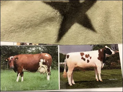 Quelle race bovine se trouve sur cette image ?