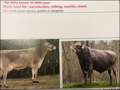 Quelle race bovine se trouve sur cette image ?