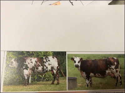Quelle race bovine se trouve sur cette image ?