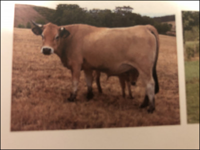 Quelle race bovine se trouve sur cette image ?